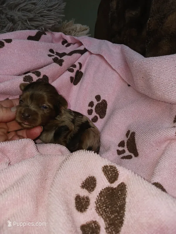 Marly – Yorkshire Terrier puppy for sale in Elizabeth, CO