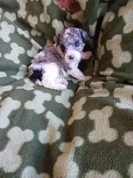 Melvin, a male Poodle - Miniature  for sale in Elizabeth, CO – 4 of 4