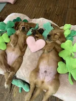 Jamie akc, a female Golden Retriever for sale in Schaumburg, IL – Photo 3 of 3