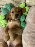 Jamie akc, a female Golden Retriever for sale in Schaumburg, IL – Photo 1 of 3