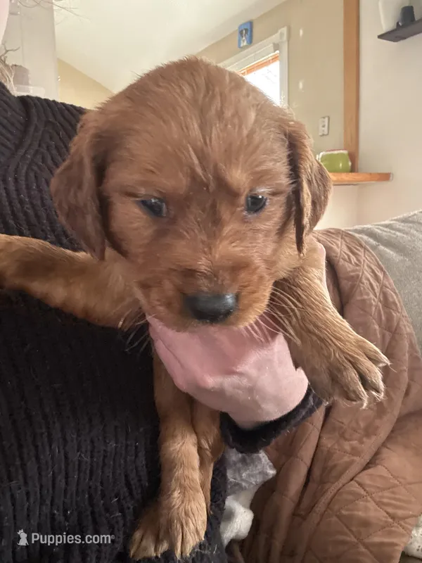 Jamie, a female Golden Retriever for sale in Des Plaines, IL – Photo 1 of 1