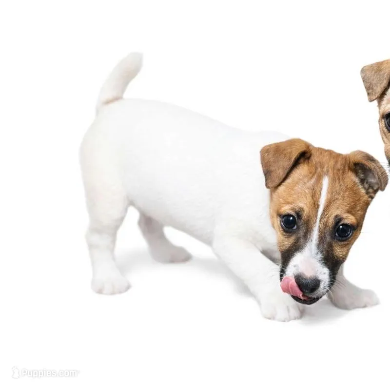 Jack – Jack Russell Terrier puppy for sale in Schaumburg, IL