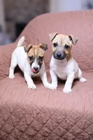 Jack, a male Jack Russell Terrier for sale in Des Plaines, IL – Photo 2 of 2