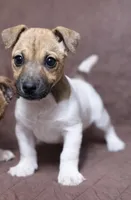 Jack, a male Jack Russell Terrier for sale in Des Plaines, IL – Photo 1 of 2