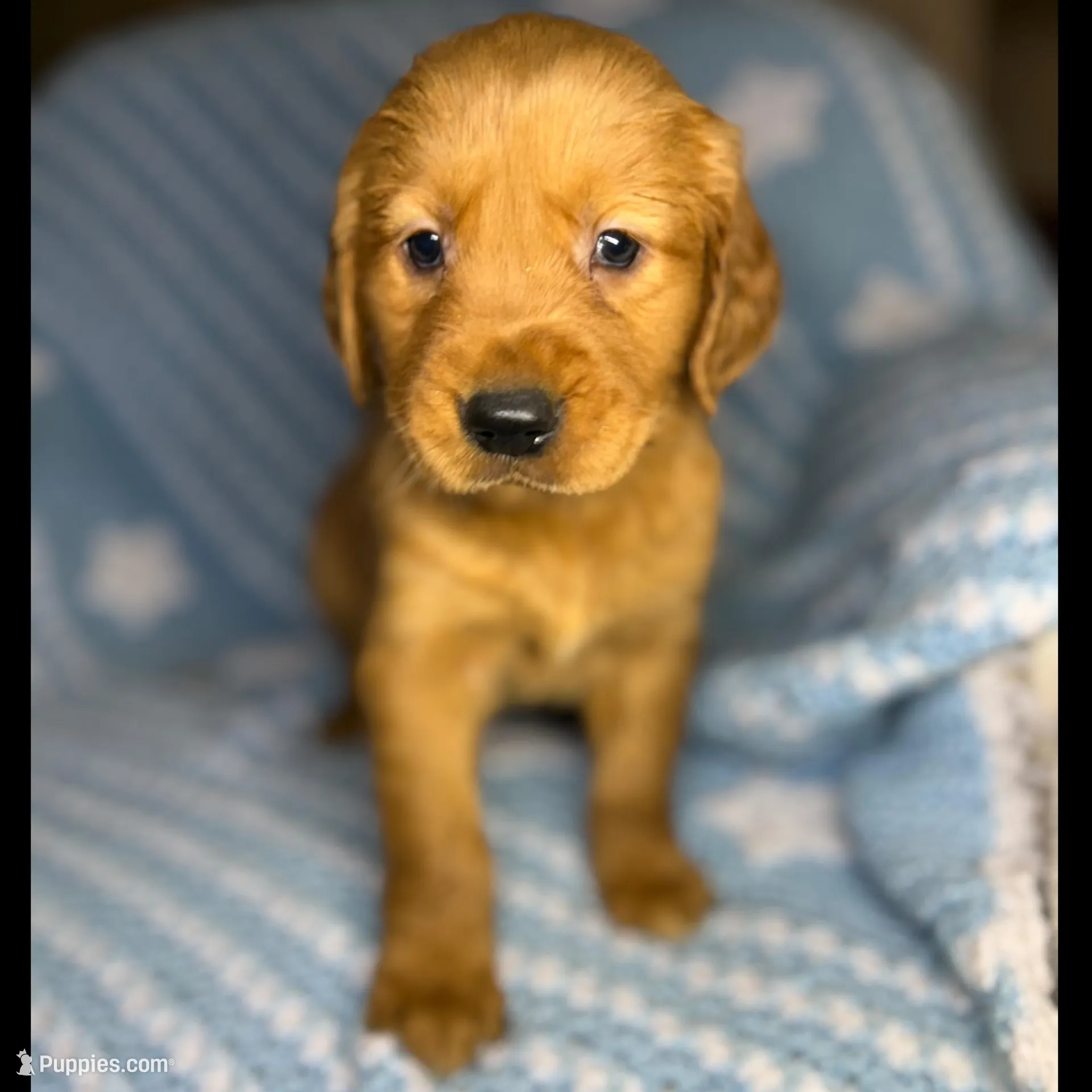 Gary – Golden Retriever puppy for sale in Schaumburg, IL