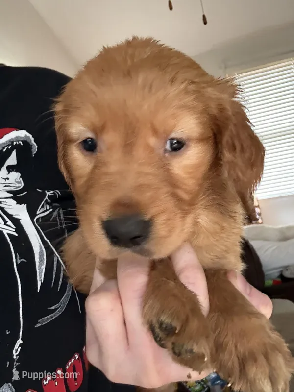 Gary, a male Golden Retriever for sale in Schaumburg, IL – Photo 1 of 1