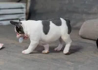 Dotty, a female French Bulldog for sale in Sulphur Springs, AR – 3 of 6