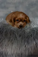 Copper, a male Cocker Spaniel for sale in Sulphur Springs, AR – 2 of 4