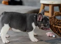 Bluey, a male French Bulldog for sale in Sulphur Springs, AR – 4 of 6