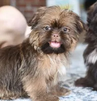 Jack, a male Shih Tzu for sale in Anderson, MO – 2 of 2