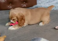 Bella, a female Cocker Spaniel for sale in Sulphur Springs, AR – 2 of 4