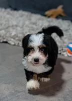 Skipper 5.5 lbs, a male Miniature Bernedoodle for sale in Sulphur Springs, AR – 2 of 3