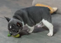 Bluey, a male French Bulldog for sale in Sulphur Springs, AR – 6 of 6