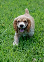 Bella, a female Cocker Spaniel for sale in Sulphur Springs, AR – 1 of 4