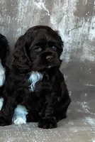 Fudge, a male Cocker Spaniel for sale in Sulphur Springs, AR – Photo 1 of 4