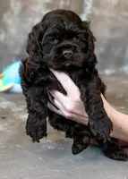 Fudge, a male Cocker Spaniel for sale in Sulphur Springs, AR – Photo 3 of 4