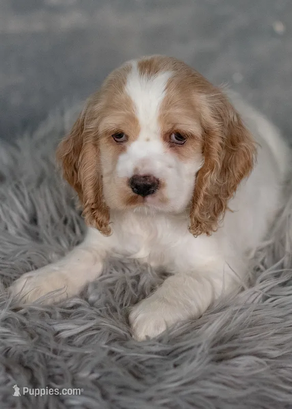 Lady – Cocker Spaniel puppy for sale in Sulphur Springs, AR