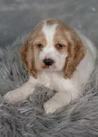 Lady, a female Cocker Spaniel for sale in Sulphur Springs, AR – 1 of 2