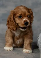 Goldie, a female Cocker Spaniel for sale in Sulphur Springs, AR – 3 of 3