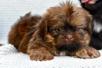 Jack, a male Shih Tzu for sale in Sulphur Springs, AR – 2 of 2