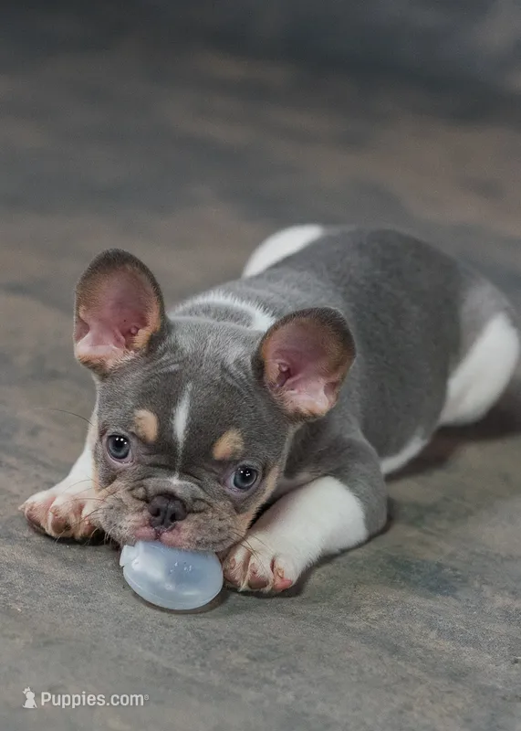 Luey – French Bulldog puppy for sale in Sulphur Springs, AR