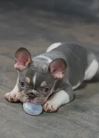 Luey, a male French Bulldog for sale in Sulphur Springs, AR – 1 of 6