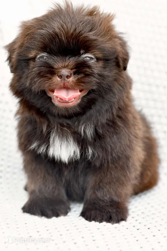 Ollie – Shih Tzu puppy for sale in Sulphur Springs, AR