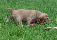 Bella, a female Cocker Spaniel for sale in Sulphur Springs, AR – 4 of 4
