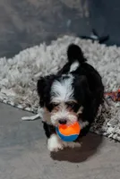 Skipper 5.5 lbs, a male Miniature Bernedoodle for sale in Sulphur Springs, AR – 3 of 3