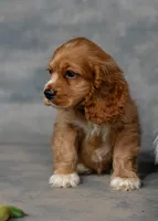 Goldie, a female Cocker Spaniel for sale in Sulphur Springs, AR – 2 of 3