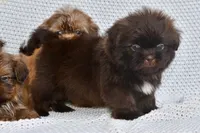 Ollie, a male Shih Tzu for sale in Sulphur Springs, AR – 2 of 2