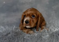Copper, a male Cocker Spaniel for sale in Sulphur Springs, AR – 4 of 4