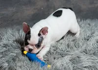 Hammy, a female French Bulldog for sale in Sulphur Springs, AR – 6 of 7