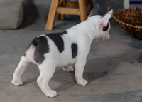 Dotty, a female French Bulldog for sale in Sulphur Springs, AR – 4 of 6