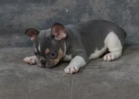 Luey, a male French Bulldog for sale in Sulphur Springs, AR – 2 of 6