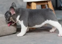 Bluey, a male French Bulldog for sale in Sulphur Springs, AR – 5 of 6