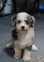 Violet, a female Miniature Bernedoodle for sale in Sulphur Springs, AR – 6 of 10