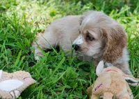 Simba, a male Cocker Spaniel for sale in Sulphur Springs, AR – 3 of 4