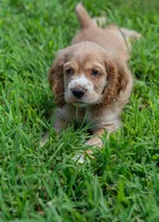 Bella, a female Cocker Spaniel for sale in Sulphur Springs, AR – 3 of 4
