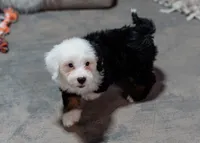 Polly 5.7lbs, a female Miniature Bernedoodle for sale in Sulphur Springs, AR – 2 of 3