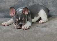 Luey, a male French Bulldog for sale in Sulphur Springs, AR – 6 of 6