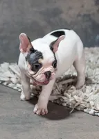 Hammy, a female French Bulldog for sale in Sulphur Springs, AR – 7 of 7