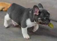 Bluey, a male French Bulldog for sale in Sulphur Springs, AR – 2 of 6
