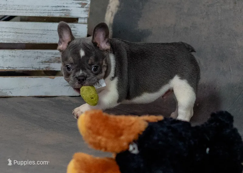 Bluey – French Bulldog puppy for sale in Sulphur Springs, AR