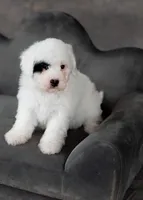 Polly 4.5 pounds , a female Miniature Bernedoodle for sale in Sulphur Springs, AR – Photo 1 of 3