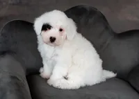 Polly 4.5 pounds , a female Miniature Bernedoodle for sale in Sulphur Springs, AR – Photo 3 of 3