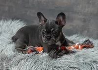 Little Louise, a female French Bulldog for sale in Sulphur Springs, AR – 3 of 3