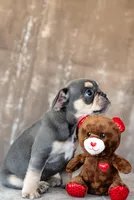 Pearl 4 lbs 11oz, a female French Bulldog for sale in Sulphur Springs, AR – Photo 2 of 5