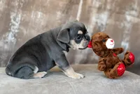 Pearl 4 lbs 11oz, a female French Bulldog for sale in Sulphur Springs, AR – Photo 4 of 5