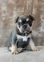 Pearl 4 lbs 11oz, a female French Bulldog for sale in Sulphur Springs, AR – Photo 1 of 5